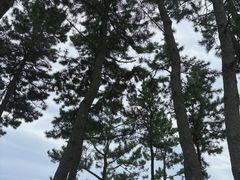 -柱状节理带
