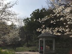 -苏州上方山国家森林公园