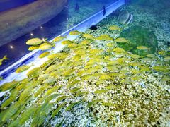 -顺德南宏海立方海洋公园
