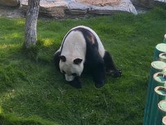 -西霞口神雕山野生动物世界