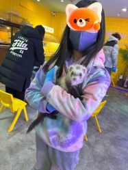 -神奇动物撸宠馆·羊驼·小浣熊·异宠(豫园店)
