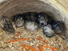 -怪兽屋·羊驼·猫咖·狗咖(俊华广场店)