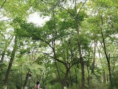 -高尔山公园