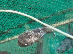 -蓝湾碧波·老字号·疍家非遗海上餐厅