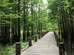 -桤木河湿地公园