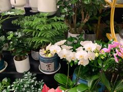 -怡花宜木鲜花店(朝阳路店)