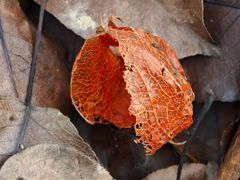 -黑河国家森林公园