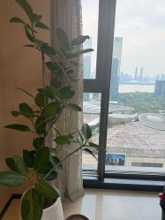 -颜和骨正&明星徒手小颜整骨