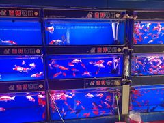 -山东柏宁水族批发广场