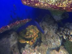 -江和美海洋公园