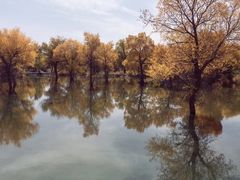 -金塔沙漠胡杨林景区