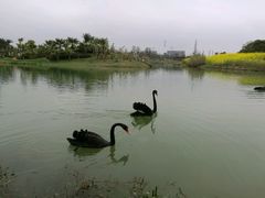 -艾溪湖湿地公园