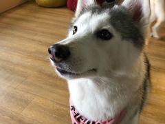 -Husky Go! 哈士奇体验馆·宠物咖啡厅狗咖