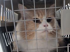 -伟伟宠物医院·CT影像中心·瑞派犬猫综合性门诊(汉口总院)