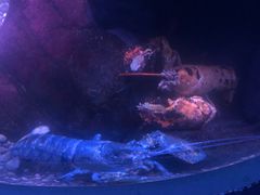 -瑞普利水族馆