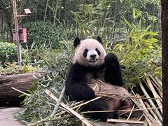 -都江堰中华大熊猫苑