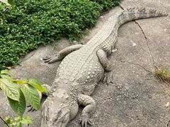 -广州长隆飞鸟乐园