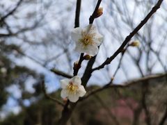 -新建村梅花