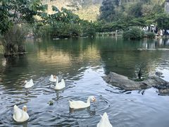 -靖西鹅泉风景区