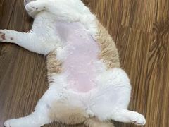 -福州肆爪动物医院