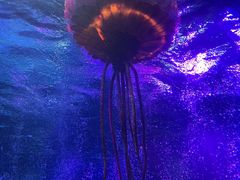 -沈阳海洋探索中心