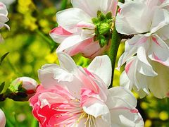 -南汇桃花村