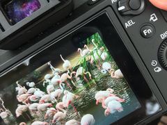 -九龙公园