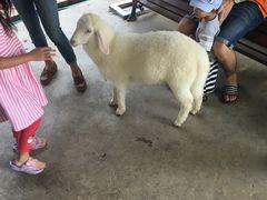 -清迈夜间动物园