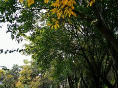 -金鸡山公园