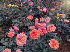 -人民公园(罗湖区)