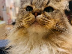 -COLOR PETS 撸猫馆·购猫·猫咖(长风大悦城店)