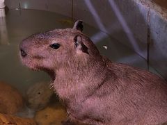 -正佳雨林生态植物园