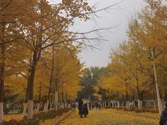 -长白岛森林公园