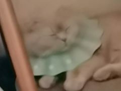 -瑞派福兴宠物医院犬猫全科·骨科·中西医结合(河东店)