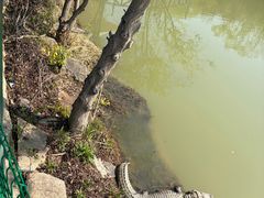 -中国扬子鳄村