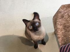 -藏猫猫咖啡主题馆(中央大道店)