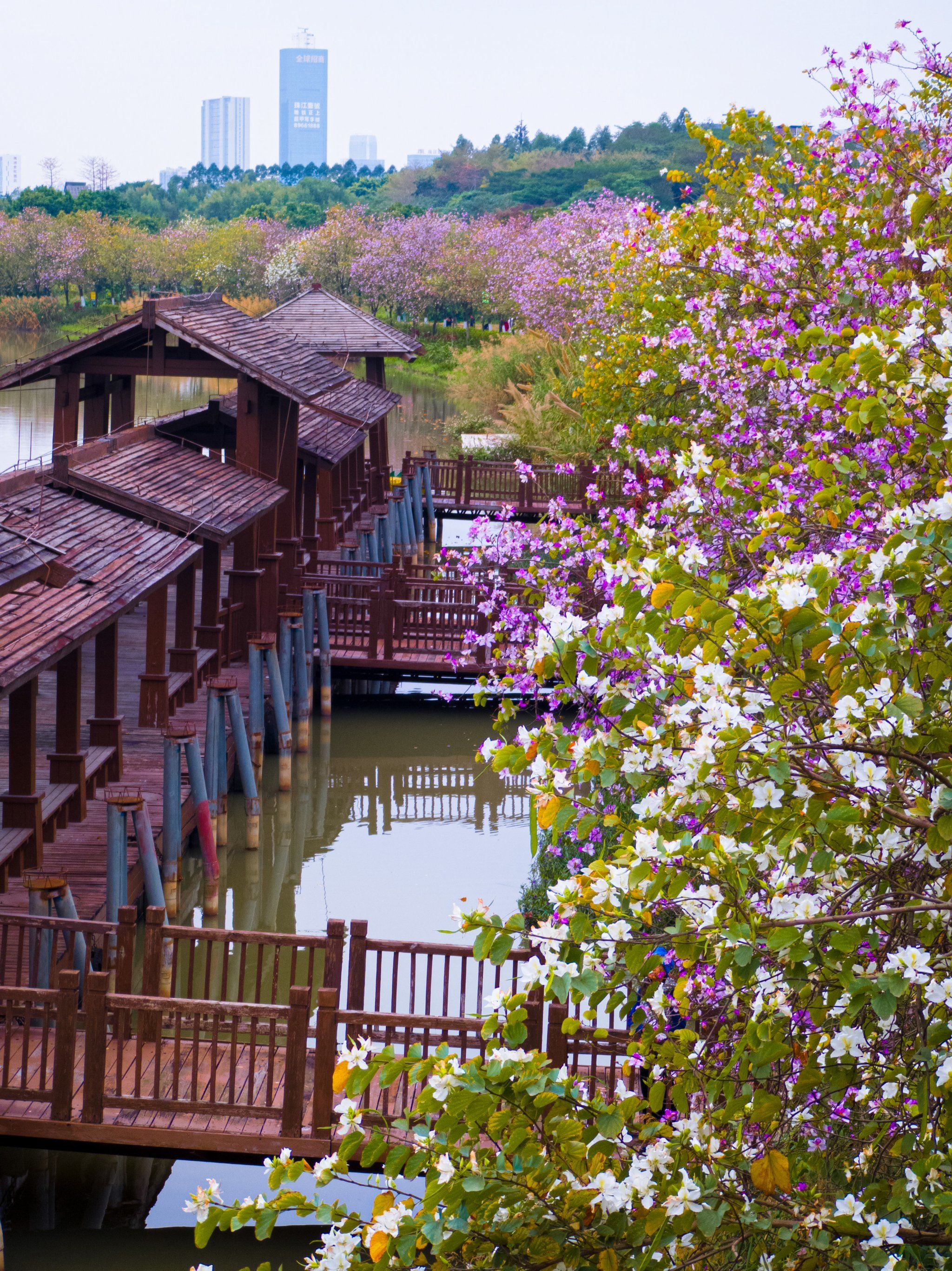 海珠湿地公园内的羊蹄甲(bauhinia purpurea linn.)花海令人陶醉