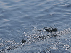 -悦海公园