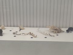 -青岛贝壳博物馆