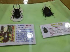 -上海大自然野生昆虫馆(东方明珠·爬宠昆虫探索中心)