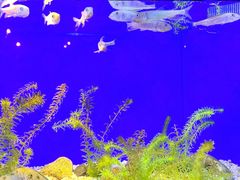 -上海海洋水族馆