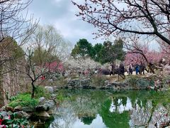 -香雪海