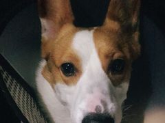 -仁普宠物诊所(住友昌盛新苑店)