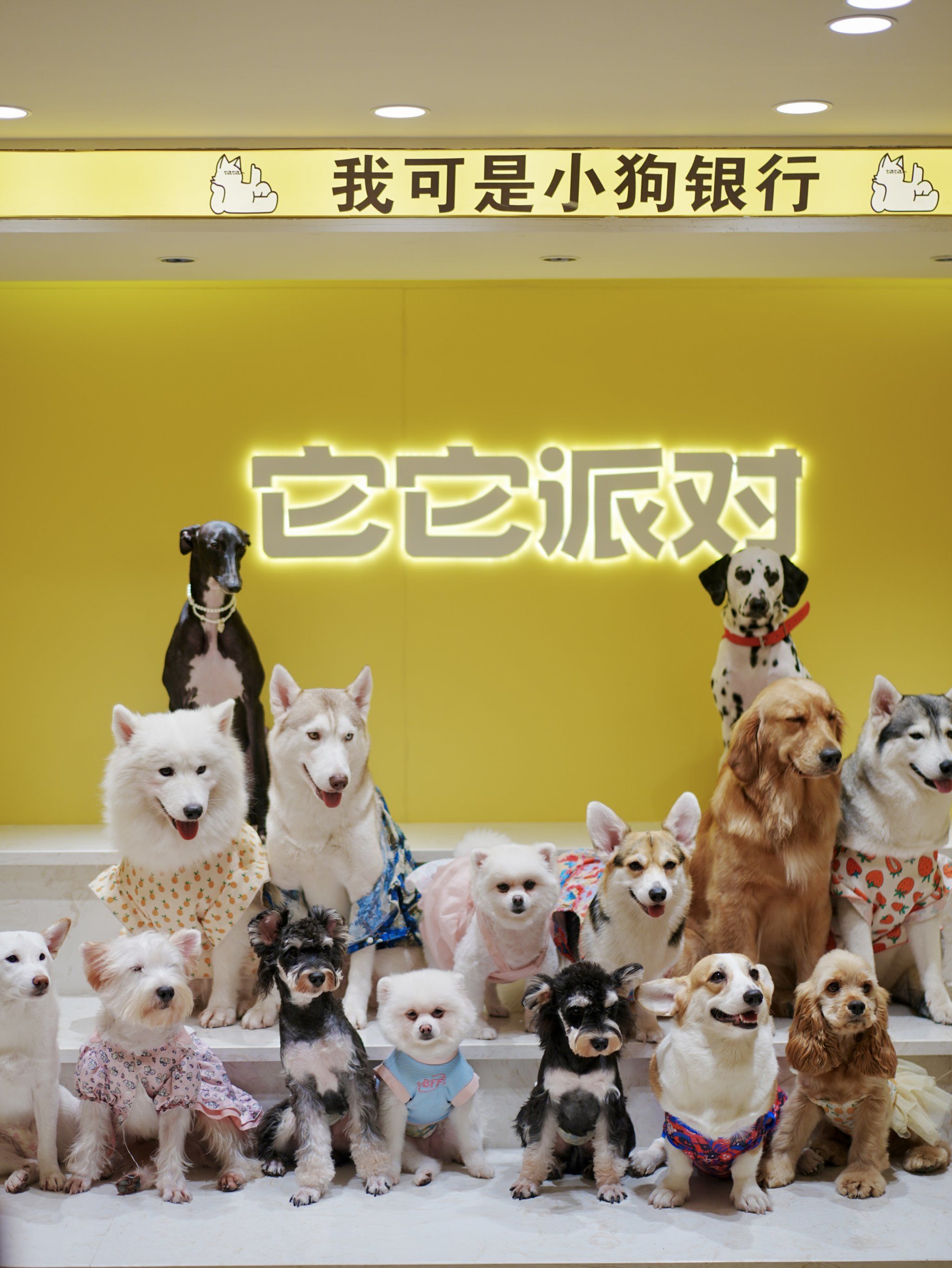 主动求抱抱的它它派对,快乐撸猫