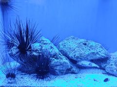 -上海海洋水族馆