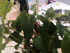 -蛙一刀·麻椒鱼火锅(金仙桥店)