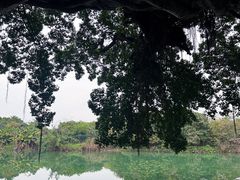 -小洲村