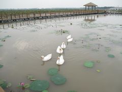 -大湾区中央湿地公园