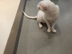 -飞行喵MR PILOT|猫舍·猫咖(静安大融城店)