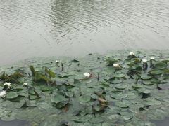 -九里河湿地公园